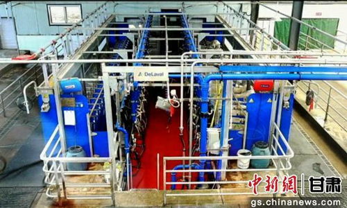 税务合规护航，技术研发驱动 中国奶绵羊产业的奋蹄前行之路